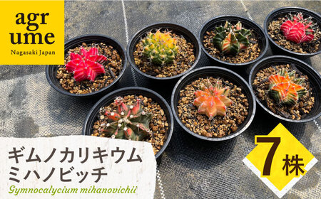 ギムノカリキウム ミハノビッチ 7株 Gymnocalycium mihanovichii 長与町/アグリューム[EAI280]