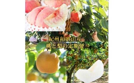 【全2回】かつらぎ町のフルーツ定期便ミニ（桃・梨）【8月・9月】 【tkb427】