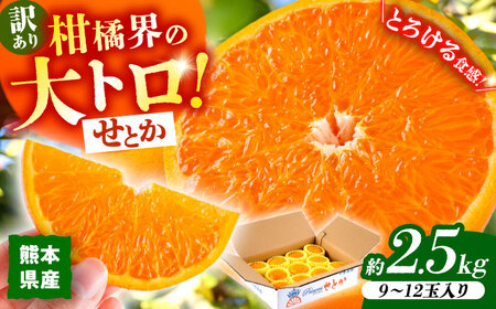 【2027年2月下旬から発送】【訳あり】せとか みかん 家庭用 約2.5kg 果物 フルーツ 【小春農園】[ZBN007]