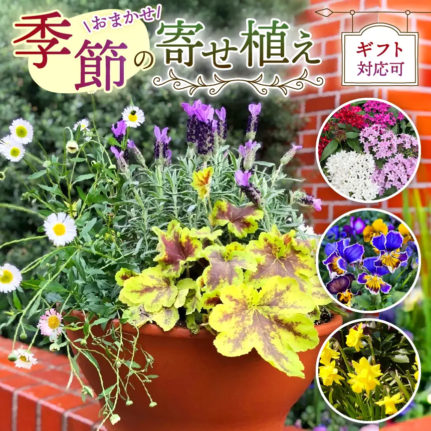 季節 の 寄せ植え ( 内容 おまかせ ) | 花  ガーデニング 英国流 フラワーポット