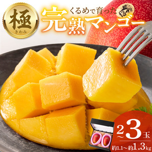 【2026年6月以降お届け】極　完熟マンゴー（2?3玉：約1.1?1.3kg） _ 完熟マンゴー 2 ? 3玉 約1.1kg 1.3kg 平均糖度 17度?18度 完熟 マンゴー 倉重農園 フルーツ トロピカルフルーツ 果物 デザート 冷蔵 クール便 お取り寄せ お取り寄せフルーツ 福岡県 久留米市 送料無料  〔Fm020〕