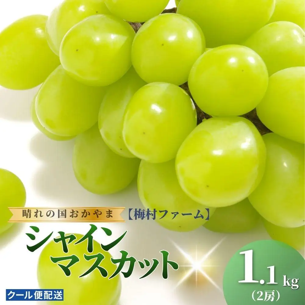 【2026年発送 先行予約】【梅村ファーム】朝摘み直送 シャインマスカット（2房入り 1.1kg以上）【030-a016】
