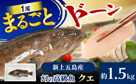 【幻の超高級魚をご家庭で】養殖 クエ まるごと 1.5kg×1尾【豊建設株式会社】[RAE018]