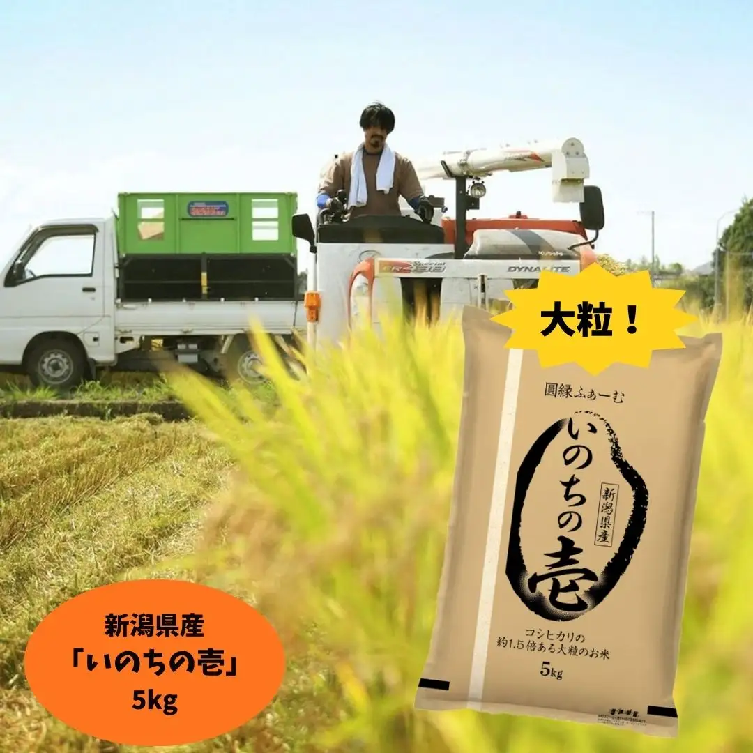 【令和7年産】新潟県阿賀野市産 いのちの壱 5kg 米 こめ コメ 白米 精米 3D12020