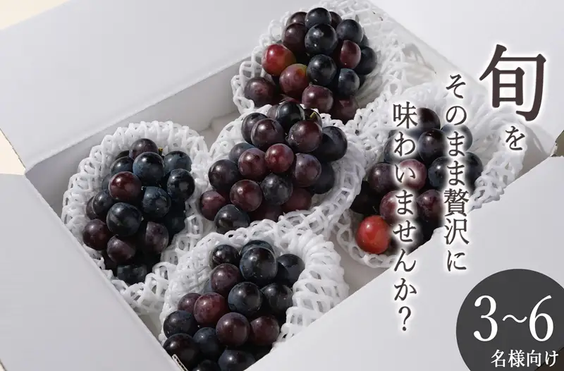 甲州市産 種無し巨峰 4～5房入（約1.8kg）自然農法【2026年発送】（BNC）B19-460 巨峰 フルーツ