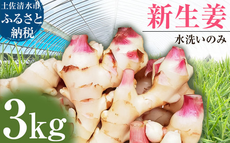 【先行受付】新生姜 3kg 水洗いのみ 生姜 生姜湯 ジンジャー しょうが ショウガ 3キロ 野菜 旬 季節限定 佃煮 甘酢漬け ジンジャーエール サラダ 新鮮 温まる 温活 冷え対策 国産 高知県 土佐清水市 高知【R01553】