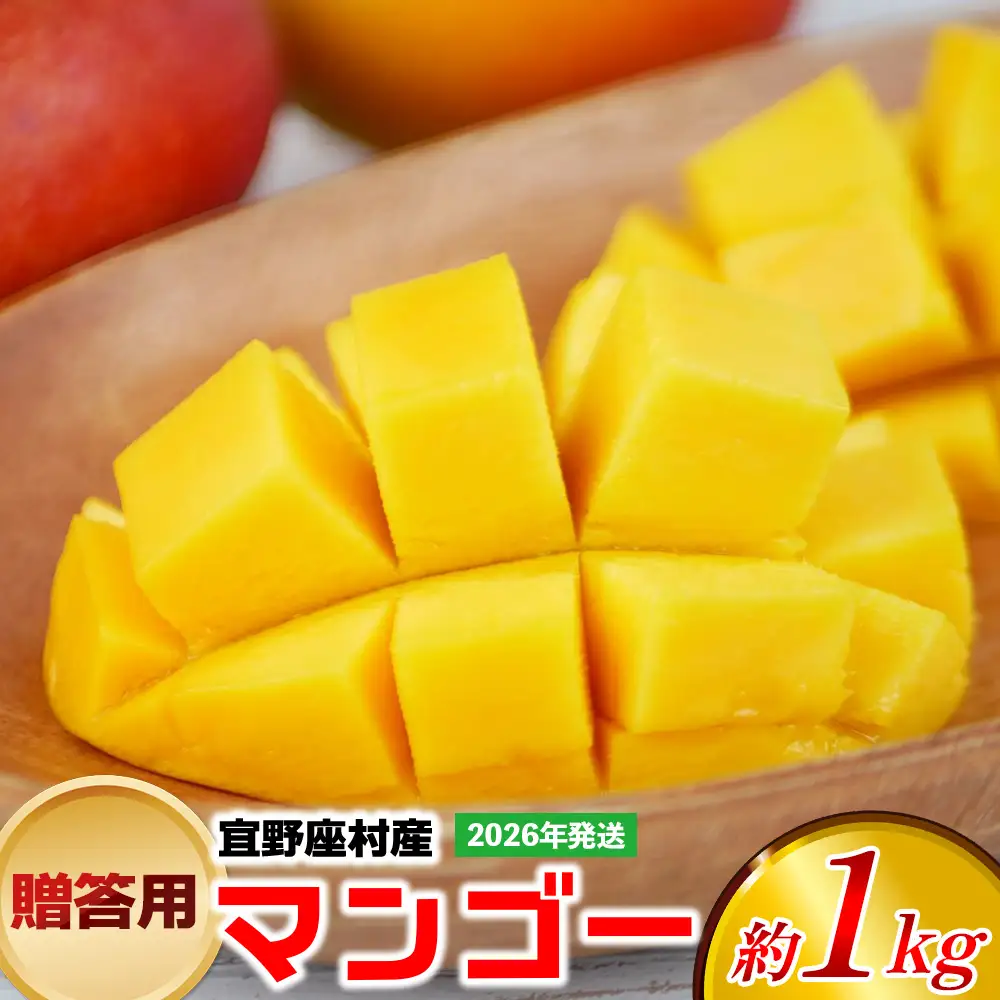 【2026年発送】贈答用マンゴー 約1kg【宜野座村産】 沖縄 南国 先行予約 期間限定 マンゴー 果物 くだもの フルーツ 果実 家庭用 自宅用 濃厚 甘い 芳醇 夏
