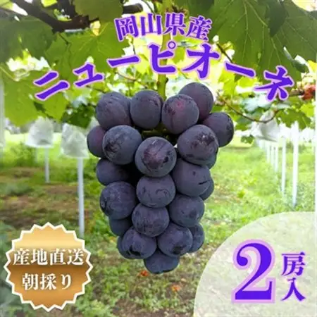 【先行受付】岡山県産朝採りニューピオーネ　2房入(約1kg)【配送不可地域：離島】【1704346】