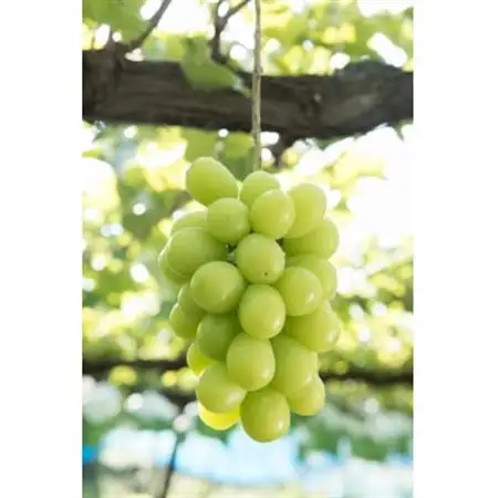 信州の高原育ちシャインマスカット 大きい600g×2房入り1.2kg【配送不可地域：離島】【1341284】