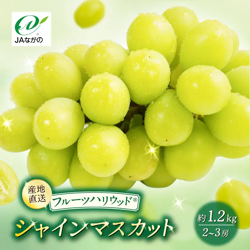 【2026年9～10月発送】JAながの　須高産　シャインマスカット　約1.2kg　2～3房入り【配送不可地域：離島・北海道・沖縄県】【1377390】