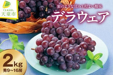 ぶどう ( デラウェア ) 2kg フルーツ 果物 山形 08-01-013