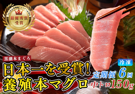 まぐろ マグロ 本鮪 黒潮本まぐろ 中トロ 定期便 6回 150g × 6回 刺身 冷凍 産地直送