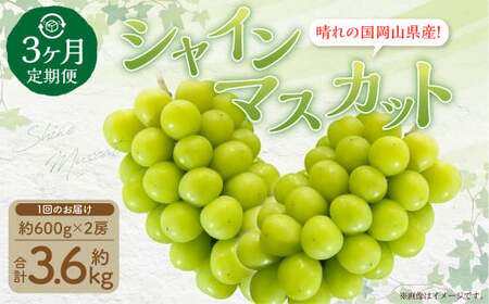 【3回定期便】岡山県産 シャインマスカット 晴王 計約3.6kg 2房（1房600g以上）×3回 【2026年8月下旬発送開始】 フルーツ 果物 くだもの 定期便 3回 ぶどう 葡萄 マスカット 岡山