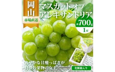 マスカット・オブ・アレキサンドリア 1房 （700g以上・秀品以上） 化粧箱入り 【2026年7月上旬～8月上旬迄発送予定】 マスカット 果物 くだもの フルーツ ぶどう ブドウ 葡萄 岡山 おかやま 国産