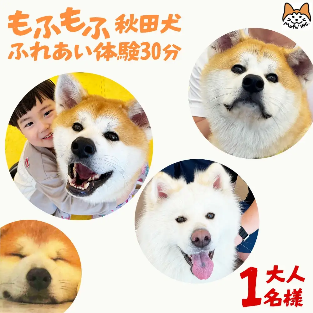 もふもふ秋田犬ふれあい体験30分 大人（中学生以上）　1名様（ふれあい10分・1ドリンク付）　【35P8401】