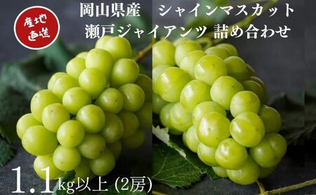 厳選 シャインマスカット・瀬戸ジャイアンツ 2房 合計1.1kg以上 詰合せ 産地直送 朝採れ ぶどう 葡萄 Kawahara green Farm 岡山県産 2026年 果物 フルーツ 岡山のブドウ デザート 食べ物 国産 日本産