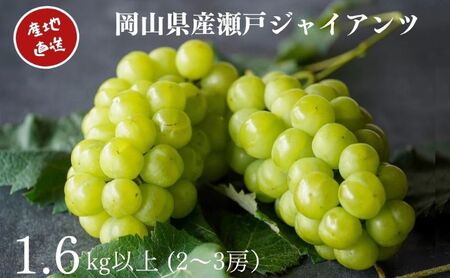 厳選 瀬戸ジャイアンツ 2～3房 合計1.6kg以上 産地直送 朝採れ ぶどう 葡萄 Kawahara green Farm 岡山県産 2026年 果物 フルーツ 岡山のブドウ デザート 食べ物 国産 日本産