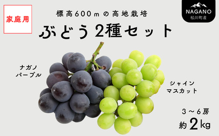 TK35【家庭用】 ぶどう2種セット （ナガノパープル・シャインマスカット） 約2kg ／ 2026年9月中旬～10月上旬頃 配送予定 // 長野県 南信州 種なし 葡萄 セット ナガノパープル シャイン マスカット お試し 訳あり お取り寄せ 