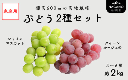 TK36【家庭用】 ぶどう2種セット （シャインマスカット／クイーンルージュ®） 約2kg ／ 2026年9月下旬～10月頃 配送予定 // 長野県 南信州 種なし 皮ごと 食べ比べ 詰め合わせ   お試し 訳あり お取り寄せ シャイン マスカット ルージュ クイーン 新鮮 希少 