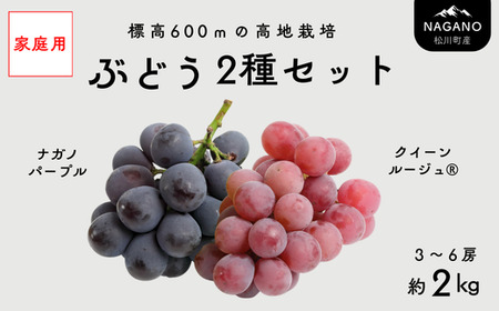 TK37【家庭用】 ぶどう2種セット （ナガノパープル・クイーンルージュ®） 約2kg ／ 2026年9月中旬～10月中旬頃 配送予定 // 長野県 南信州 種なし 葡萄 セット ナガノパープル クイーンルージュ お試し 訳あり お取り寄せ 詰め合わせ