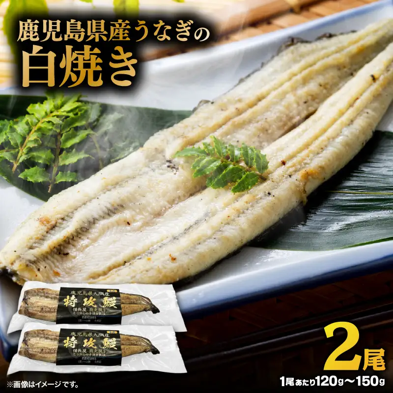 【 土用の丑の日特集 】 鹿児島県産 うなぎ の 白焼き 2尾 KN174-002-02 ウナギ 鰻 冷凍