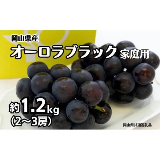 ご家庭用 オーロラブラック 2～3房 合計約1.2kg 【先行予約 2026年8月下旬から順次発送】