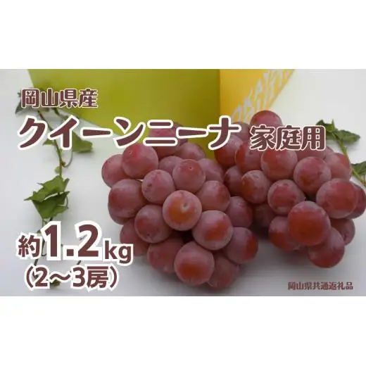 ご家庭用 クイーンニーナ 2～3房 合計約1.2kg 【先行予約 2026年9月中旬から順次発送】