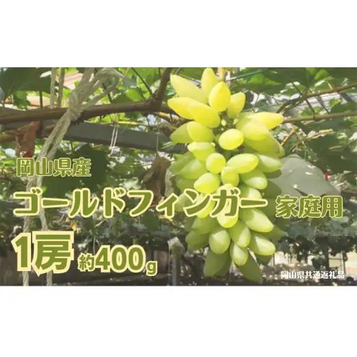 ご家庭用 ゴールドフィンガー 1房 約400g【先行予約 2026年7月中旬から順次発送】