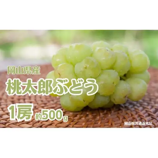 桃太郎ぶどう 1房 約500g 【先行予約 2026年8月下旬から順次発送】