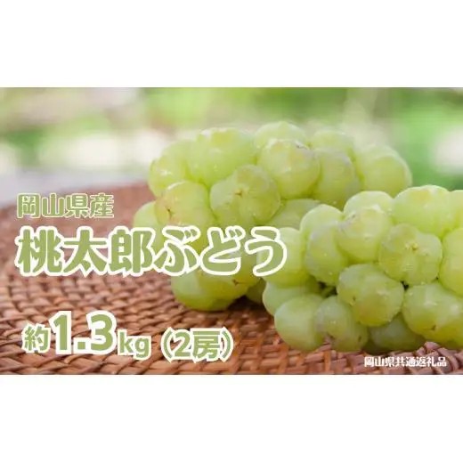 桃太郎ぶどう 1房 約500g 【先行予約 2026年8月下旬から順次発送】