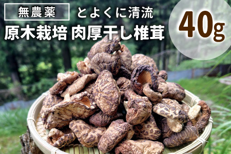 無農薬 原木栽培 肉厚 とよくに清流 ほししいたけ 40ｇ しいたけ 椎茸 シイタケ 原木椎茸 野菜 きのこ 無農薬栽培 干ししいたけ 乾燥しいたけ 干し椎茸 バーベキュー お試し 煮物 -347