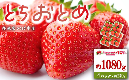 いちご 茨城県産とちおとめ 約1080g いちご