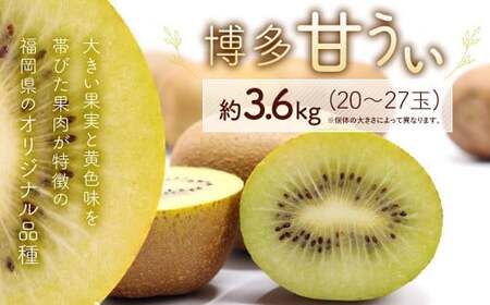 博多 甘うぃ (キウイフルーツ)  約3.6kg キウイ フルーツ 果物 くだもの【2026年11月上旬～11月下旬発送予定】