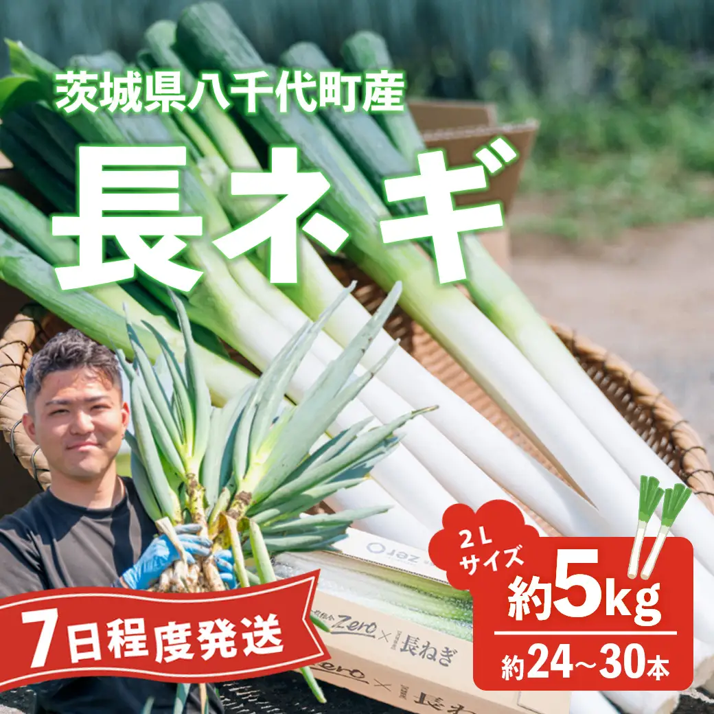 長ネギ 2L 約5kg 約24-30本 スピード発送 農家直送