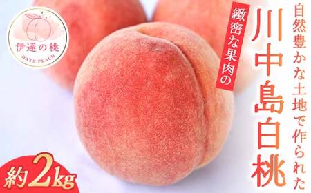【2026年出荷分先行予約】福島県産 川中島白桃 約2kg 玉数はおまかせ はこざきフルーツ 伊達の桃 桃 フルーツ 果物 もも モモ momo  F21C-429