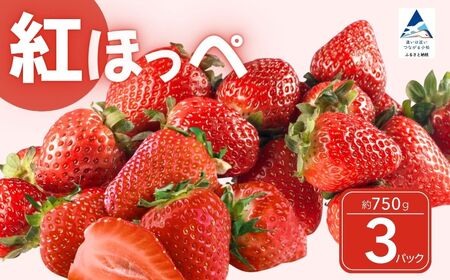 こまつイチゴ 紅ほっぺ 【 3パック（約750g）】苺 べにほっぺ | 石川県 小松市 JAあぐり
