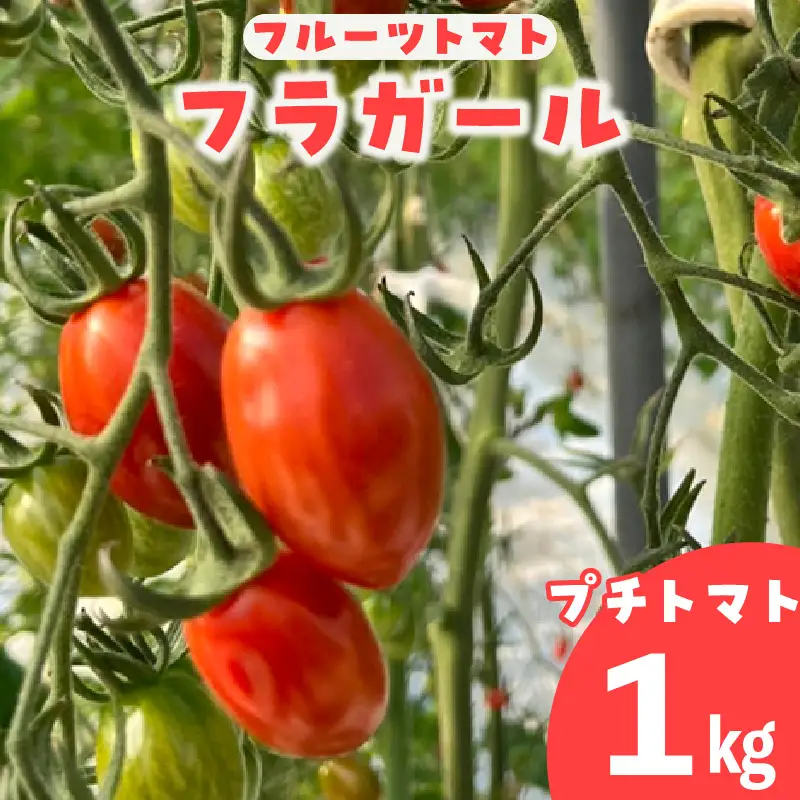 【5月中旬以降発送】フルーツトマト　フラガール1kg（へたなし）