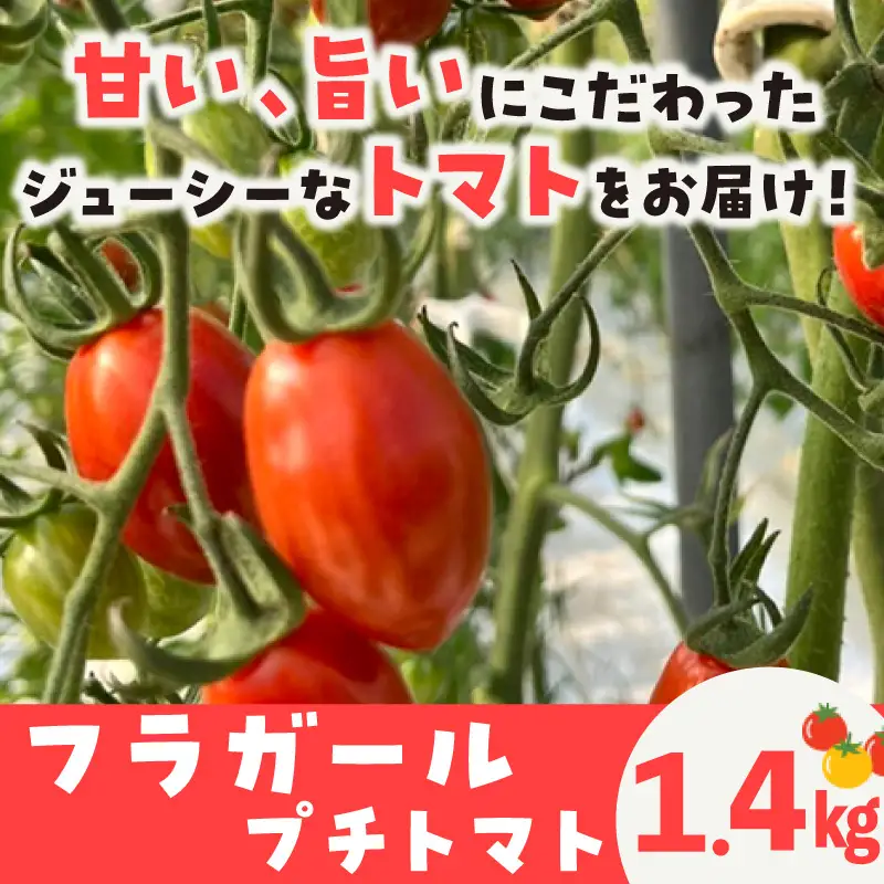 【5月中旬以降発送】フルーツトマト　フラガール1.4kg（へたなし）
