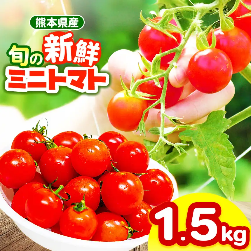 玉名市産 旬の新鮮ミニトマト 1500g | 野菜 ミニトマト とまと 熊本県 玉名市