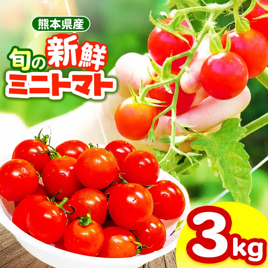 玉名市産 旬の新鮮ミニトマト 3000g | 野菜 ミニトマト とまと 熊本県 玉名市