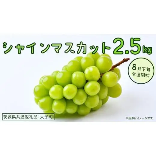 シャインマスカット 2.5kg 【2026年8月下旬発送開始】(茨城県共通返礼品：大子町)