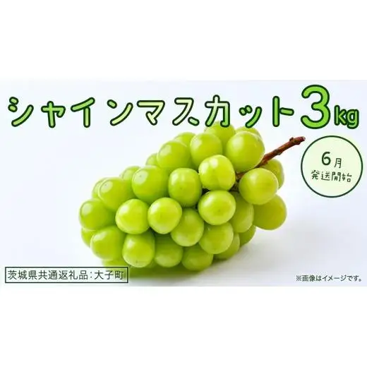 シャインマスカット 3kg 【2026年6月発送開始】(茨城県共通返礼品：大子町)