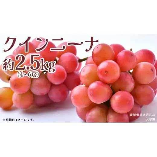クインニーナ 約2.5kg (4～6房) 【2026年8月下旬発送開始】(茨城県共通返礼品：大子町)