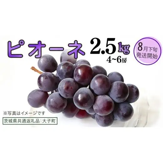 ピオーネ 2.5kg (4～6房)【2026年8月下旬発送開始】(茨城県共通返礼品：大子町)