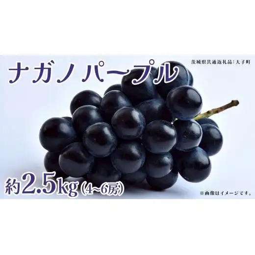 ナガノパープル 2.5kg (4～6房)【2026年8月下旬発送開始】(茨城県共通返礼品：大子町)