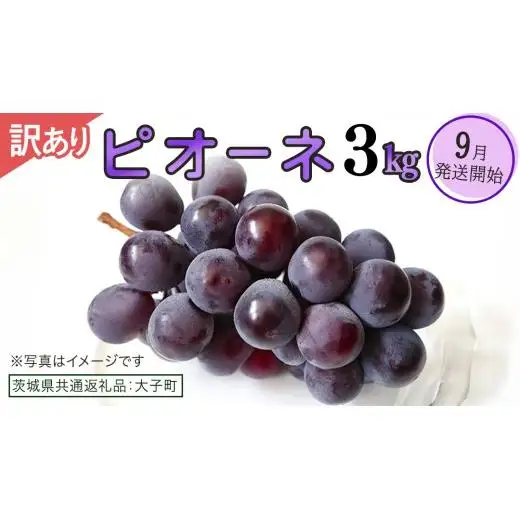 【 訳あり 】 ピオーネ 3kg 【2026年9月発送開始】(茨城県共通返礼品：大子町)