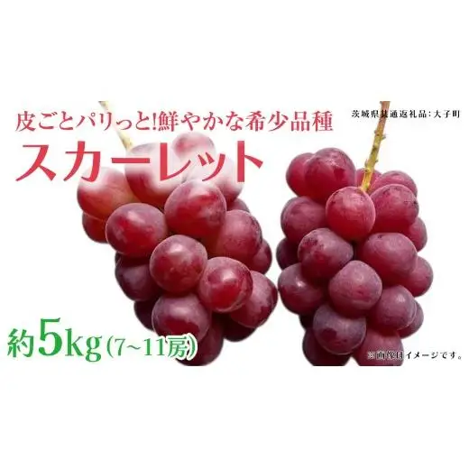 スカーレット 5kg 【2026年7月上旬発送開始】(茨城県共通返礼品：大子町)