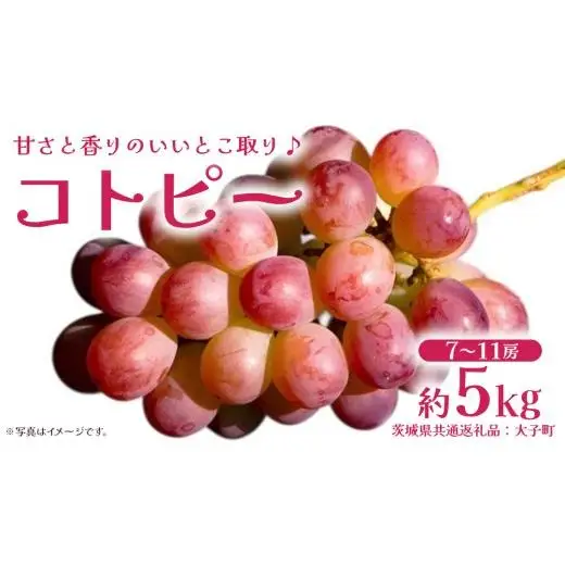 コトピー 5kg 【2026年8月下旬発送開始 】 (茨城県共通返礼品：大子町)