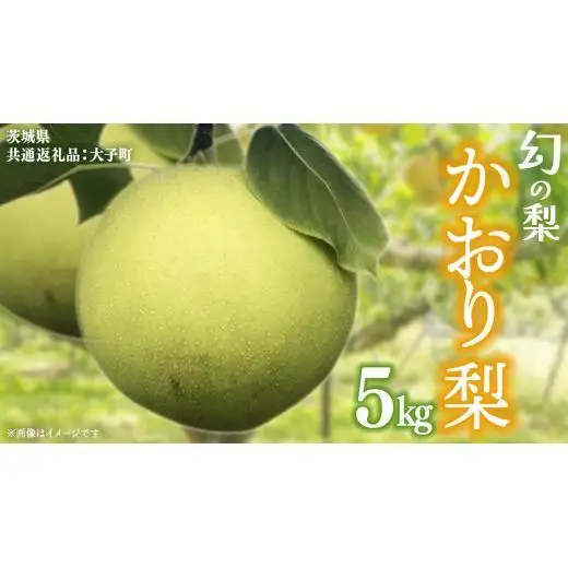 かおり 梨 5kg 【2026年8月中旬発送開始】(茨城県共通返礼品：大子町)