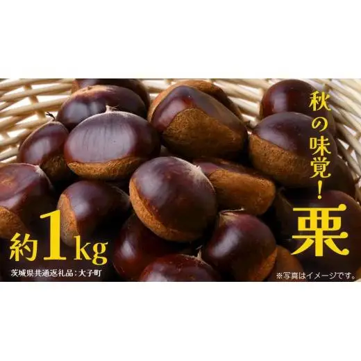 栗 1kg 【2026年9月上旬発送開始】(茨城県共通返礼品：大子町)